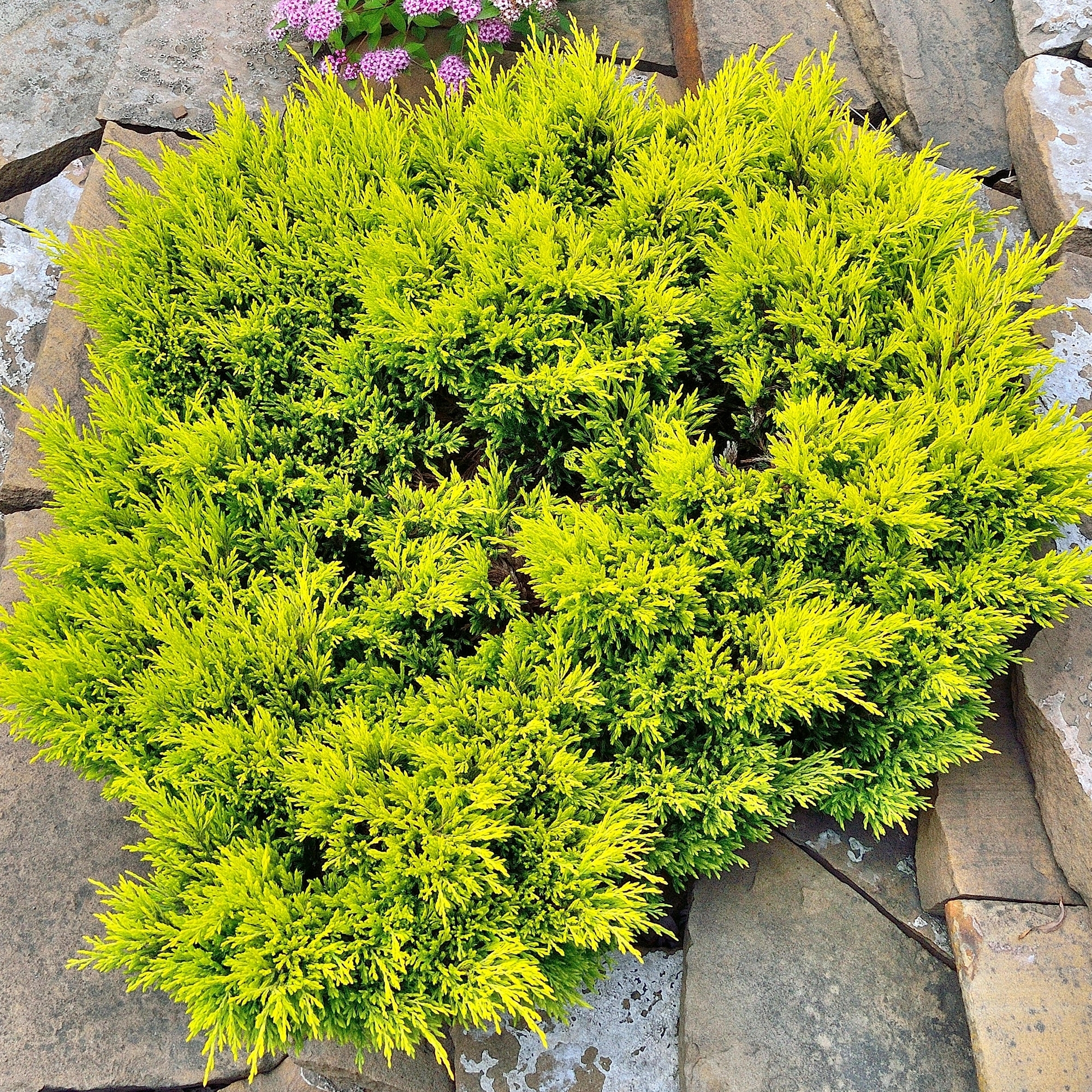 Juniperus horizontalis 'Limeglow'